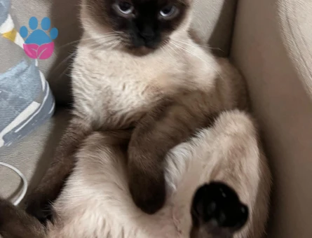 Kedimizin türü siyamdır cins kedi arıyoruz