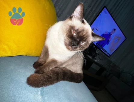 Kedimizin türü siyamdır cins kedi arıyoruz