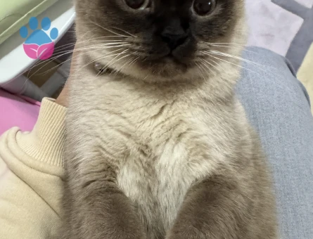 Kedimizin türü siyamdır cins kedi arıyoruz