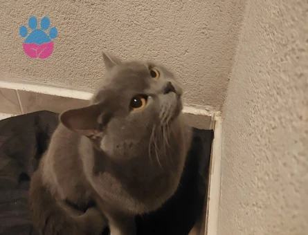 Safkan Minik Kızımız KIZANDA