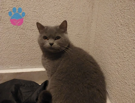 Safkan Minik Kızımız KIZANDA