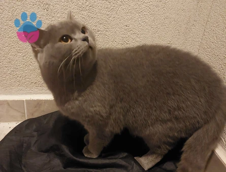 Safkan Minik Kızımız KIZANDA