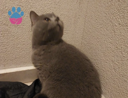 Safkan Minik Kızımız KIZANDA