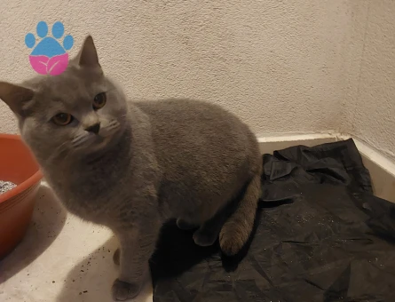 Safkan Minik Kızımız KIZANDA