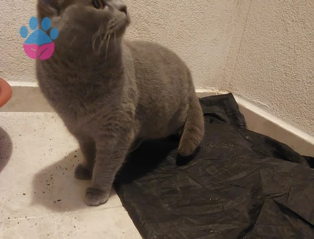 Safkan Minik Kızımız KIZANDA