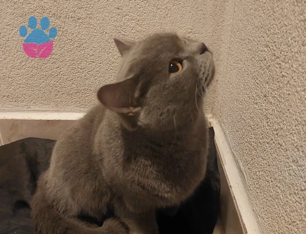 Safkan Minik Kızımız KIZANDA