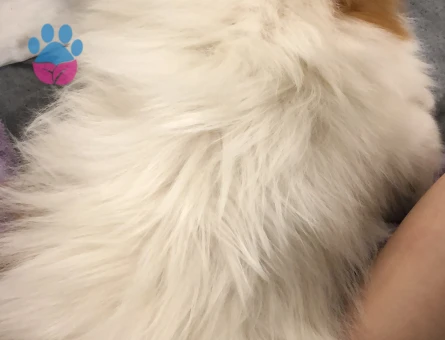 TEACUP BEBEĞİME 0-1 NUMARA EŞ ARIYORUM