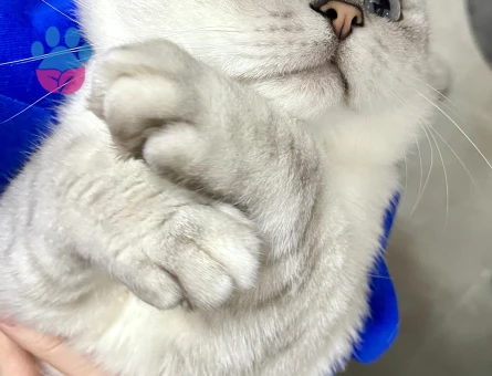 Scottish fold 2 yaşında Eş Arıyor