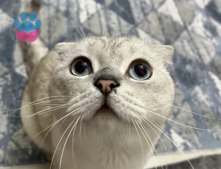 Scottish fold 2 yaşında Eş Arıyor