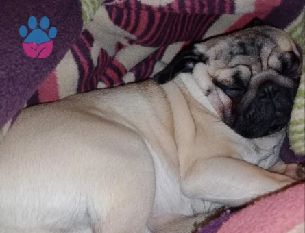 dişi pug arayışı