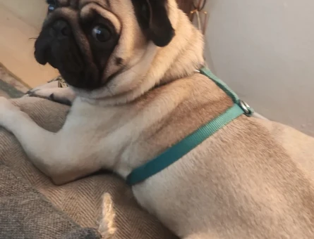 dişi pug arayışı - 118981140