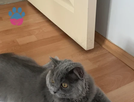 British Longhair erkek kedime eş arıyorum