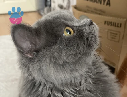 British Longhair erkek kedime eş arıyorum