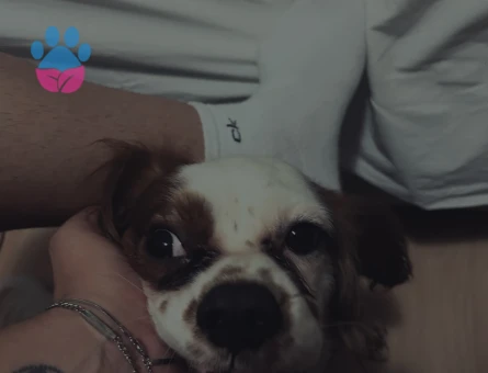 Ted 2 yaşında cok oyuncu benim yakışıklı oğlum ve cok heyecanlı