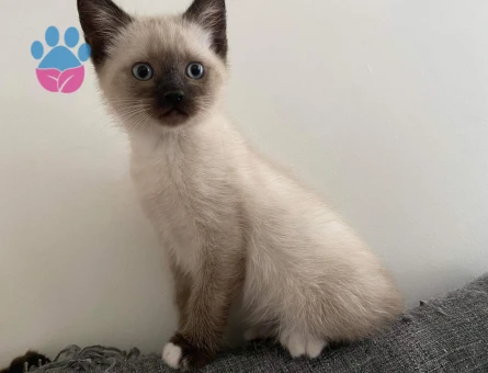 Luna için hanım arıyoruz