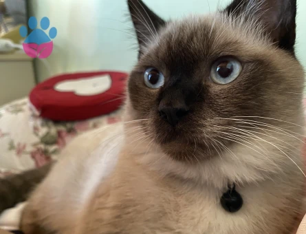 Luna için hanım arıyoruz