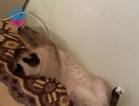 Luna için hanım arıyoruz