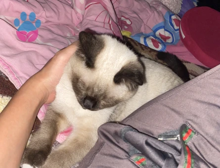 Luna için hanım arıyoruz