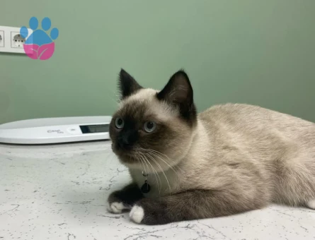 Luna için hanım arıyoruz