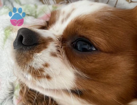 safkan 4 yaşında king charles