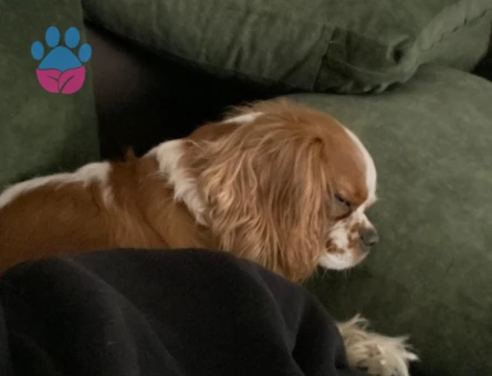 safkan 4 yaşında king charles