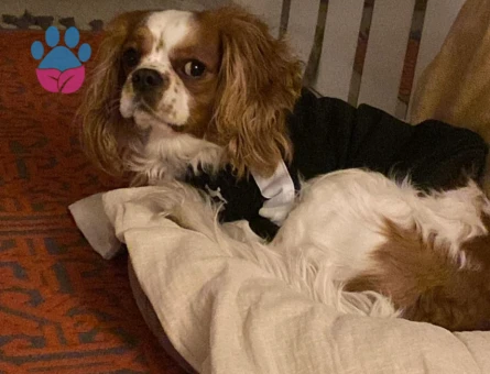 safkan 4 yaşında king charles