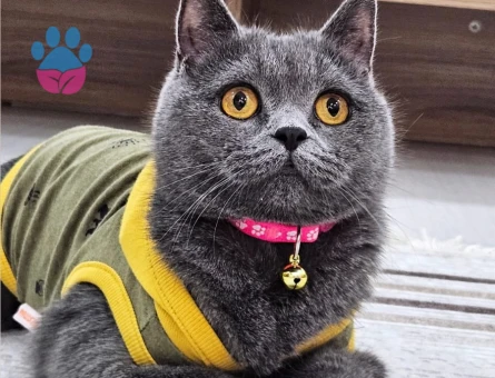 British Shorthair Prenses kızımıza eş ariyoruz şuan kızgınlıkta
