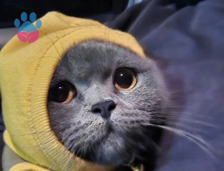 British Shorthair Prenses kızımıza eş ariyoruz şuan kızgınlıkta