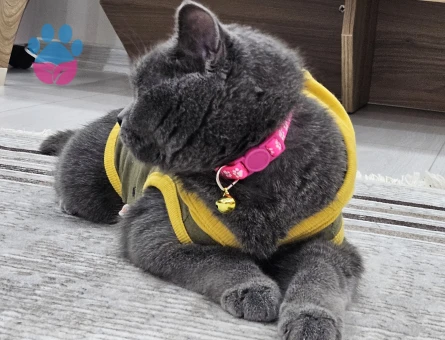 British Shorthair Prenses kızımıza eş ariyoruz şuan kızgınlıkta