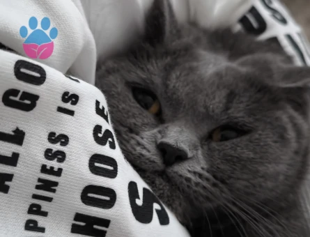 British Shorthair Prenses kızımıza eş ariyoruz şuan kızgınlıkta