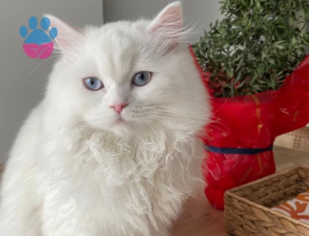 British Longhair Kedime Eş Arıyorum