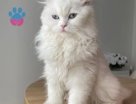 British Longhair Kedime Eş Arıyorum