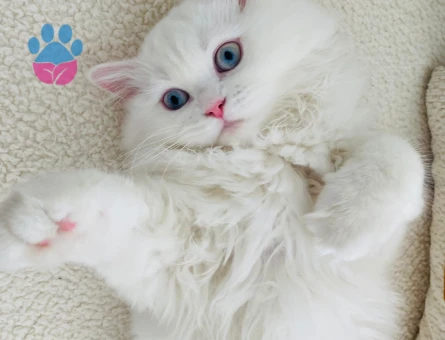 British Longhair Kedime Eş Arıyorum