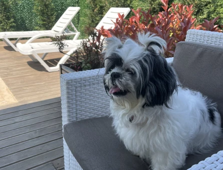 Shih tzu Kızıma Eş Arıyorum 6 Yaşında - 118974127