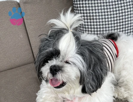 Shih tzu Kızıma Eş Arıyorum 6 Yaşında