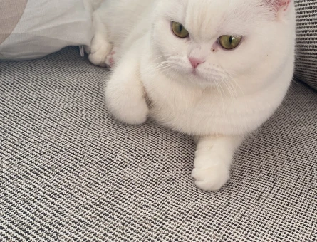 British Shorthair Dişi kedime eş arıyorum - 118974130