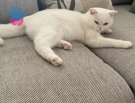 British Shorthair Dişi kedime eş arıyorum