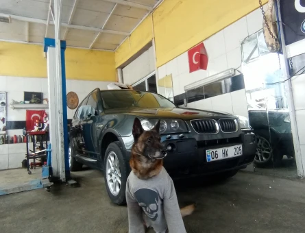 Safkan Belçika malinois - 118974131