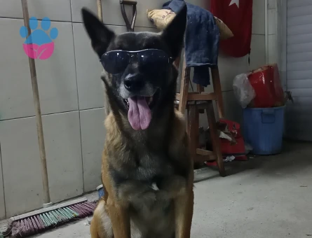 Safkan Belçika malinois