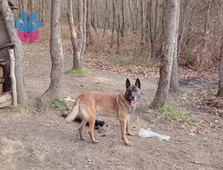 Safkan Belçika malinois