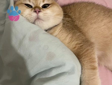 Oğlum Tom’a eş arıyorum