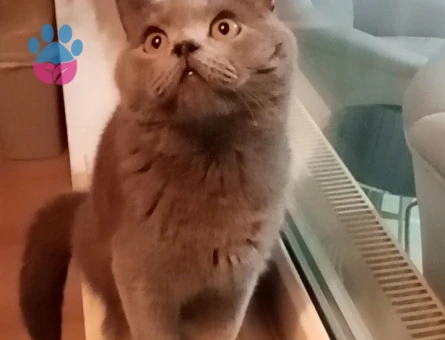 2 yaşında yakışıklı oğluma Eş arıyorum