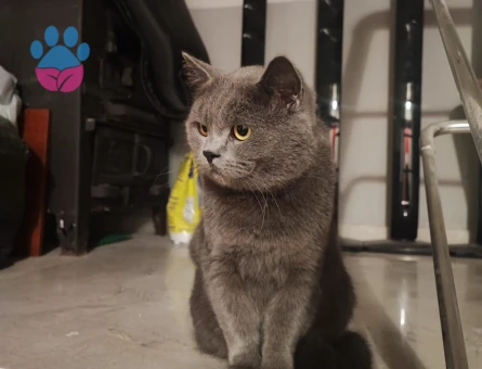 3 yaşinda  british kedime eş ariyorum