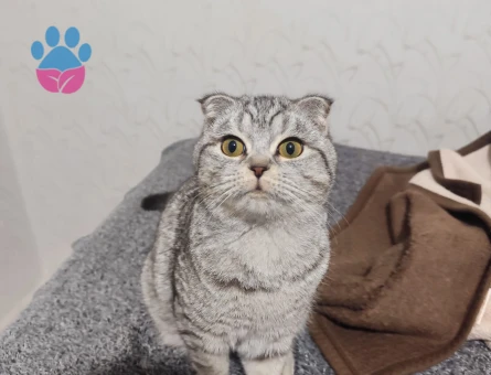 Scottish Fold 1 Yaşında Gelin Adayız Arıyoruz