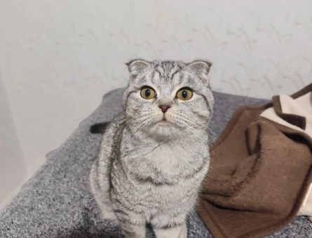 Scottish Fold 1 Yaşında Gelin Adayız Arıyoruz - 118981820
