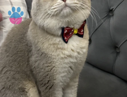 British Shorthair 3 Yaşında Kedim Eş Arıyor