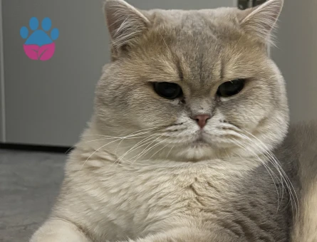 British Shorthair 3 Yaşında Kedim Eş Arıyor