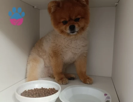 Poomeranian Boo Oğluşuma eş arıyoruz