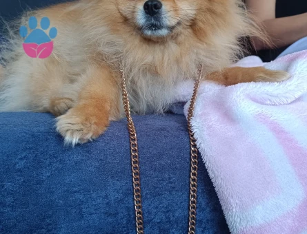 Poomeranian Boo Oğluşuma eş arıyoruz