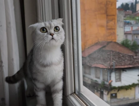 Scottish Fold 1,5 Yaşında Dişi Kızgınlıkta - 118981823